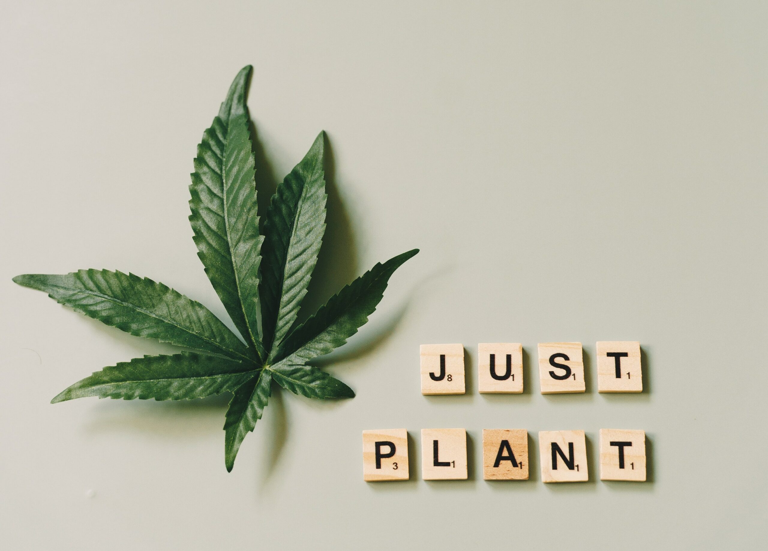 just a plant leaf cannabis